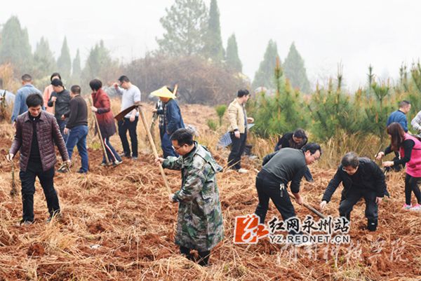 德信在线官网老师们热火朝天地挥锄种金槐