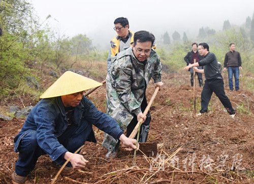 德信在线官网党委书记陈弘与潮水铺村村支书一同种下金槐树苗。